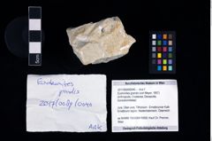 Foto (Objekt + Etikett) von Eodromites grandis (von Meyer, 1857)  (NHMW-GEO-2017-0089-0040)